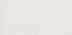 Arkety White